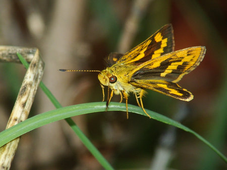 Hesperiidaeの写真素材
