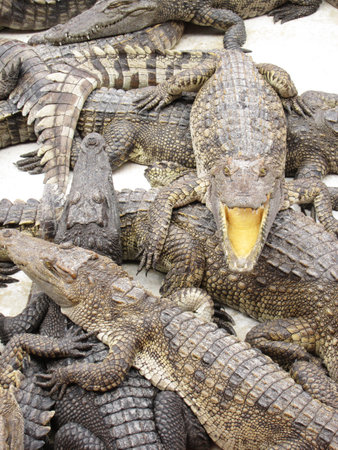 crocodile with an open mouthの写真素材