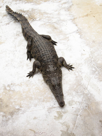 crocodileの写真素材