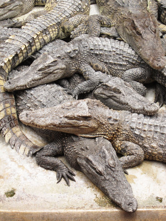 many crocodiles lying on the cement floor with opened fallの写真素材