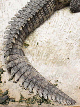 tail of a Nile crocodileの写真素材