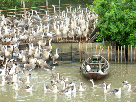 Flock of geese in a penの写真素材