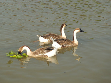 Geese on Lakeの写真素材
