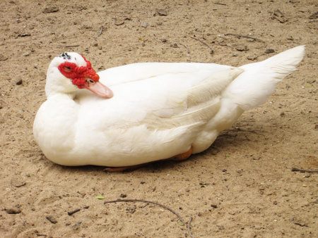 White duckの写真素材
