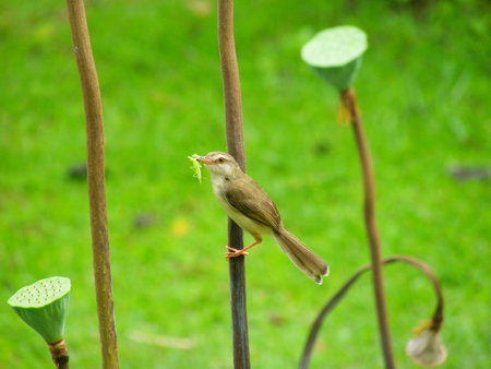 Plain Prinia on a lotusの写真素材