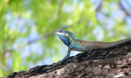 Blue iguana in the natureの写真素材