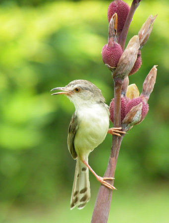  Plain Prinia or White-browed Prinia on the flowerの写真素材