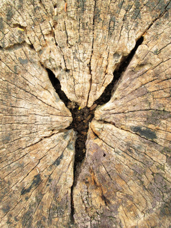 stump weathered wood backgroundの写真素材