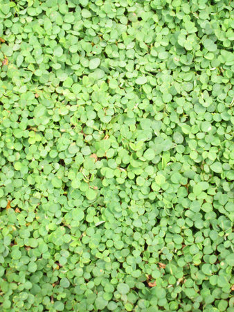 Green leaves wall backgroundの写真素材