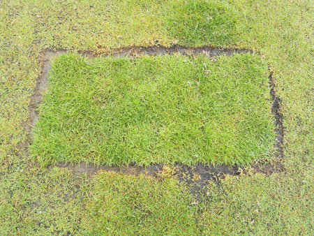 Sward textureの写真素材