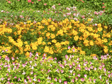 Blossoming colorful flowerbeds in summer city parkの写真素材