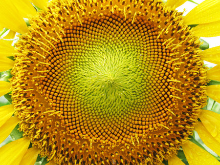 Close-up Sun Flower in the gardenの写真素材