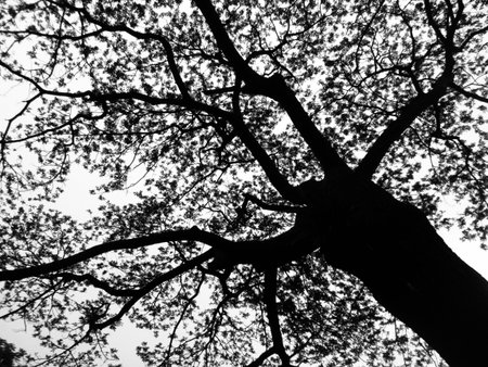 Silhouette treeの写真素材