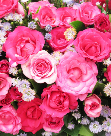 Pink and red rosesの写真素材