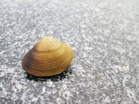Shells on the stone floorの写真素材