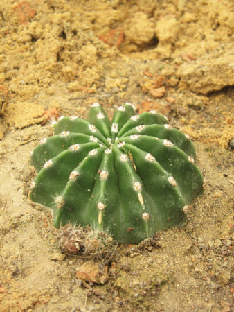 cactus greenの写真素材