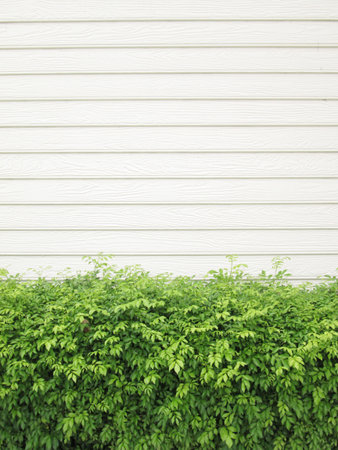 background texture from a white wall with parallel horizontal lines and green plants