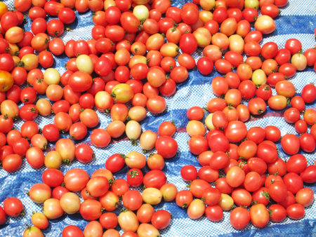 Tomato market in Thailandの写真素材