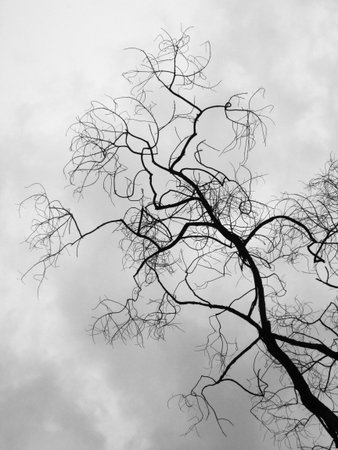 Silhouette treeの写真素材
