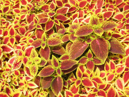 Ornamental plants in red potsの写真素材