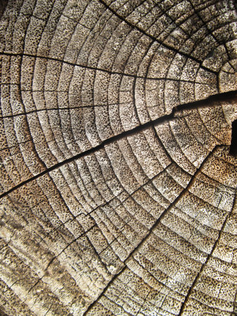 Old tree stump textureの写真素材