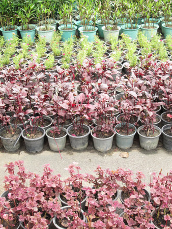 Trees in potsの写真素材