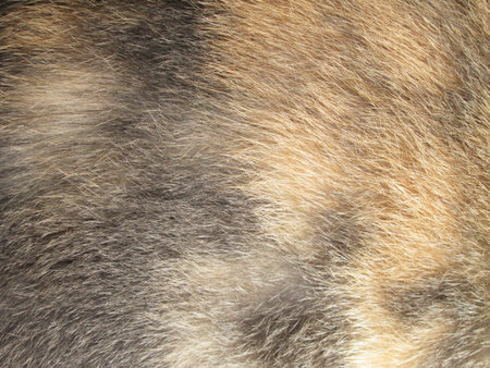 Fur of the cat
