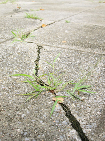 Green grass growing from crack in old asphalt pavementの写真素材