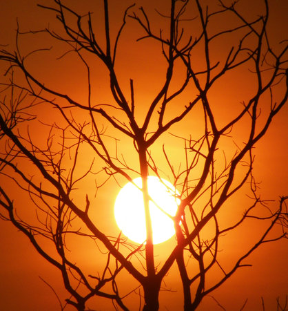 silhouette Branch treeの写真素材