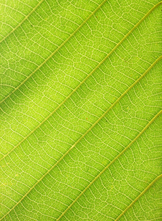 green leaf close up nature 