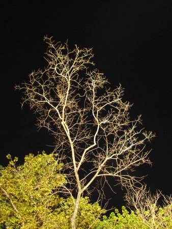 Trees at nightの写真素材