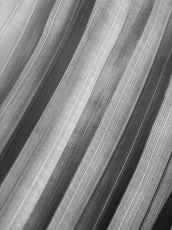 Patterned leavesの写真素材