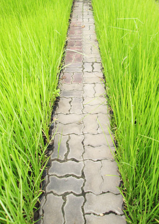 stone way in green grassの写真素材