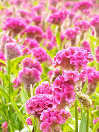 Closeup of a cockscomb flower  Celosia Cristata  in a gardenの写真素材
