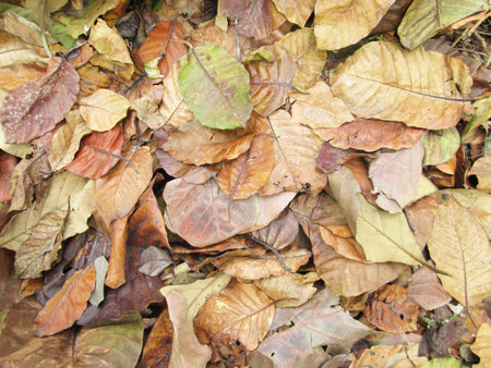 dry leaf on groundの写真素材