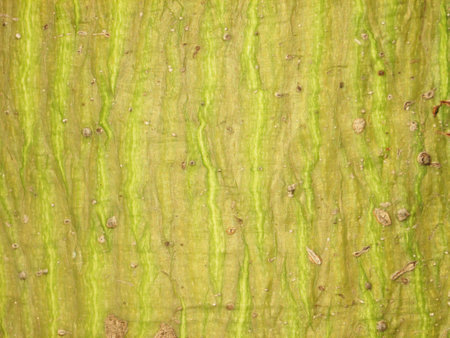 Bombax ceiba
