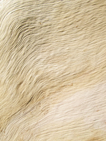 Nature surface of trunk of eucalyptus treeの写真素材