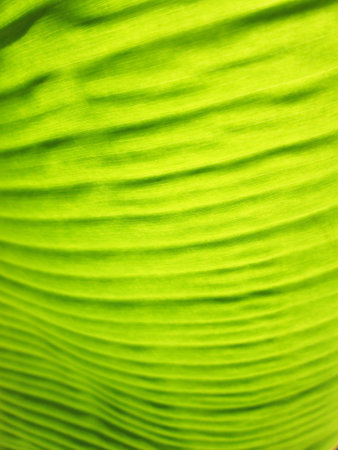 Banana leaf backgroundの写真素材