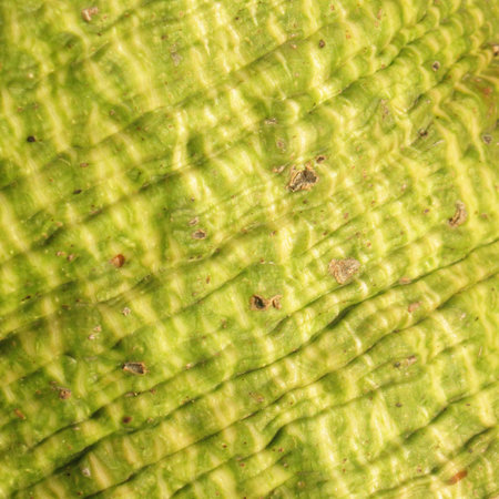 Bombax ceiba