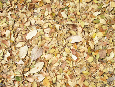 Falling leaf in autumnの写真素材