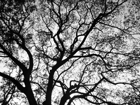 Silhouette tree