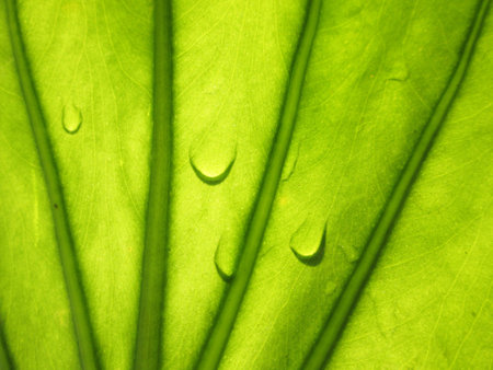 Beautiful water drop on a leaf close-up