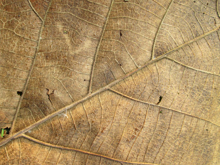 Macro view on textured autumn brown leaf