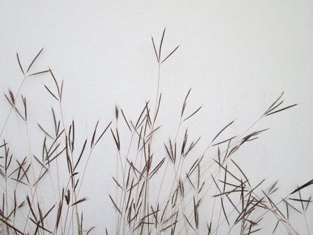 Flower of grassの写真素材