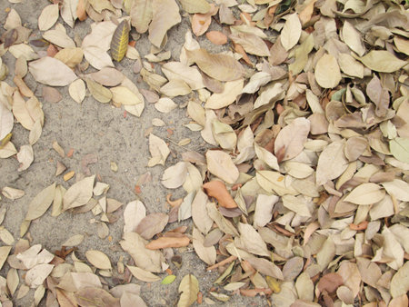 dry leaves on the groundの写真素材