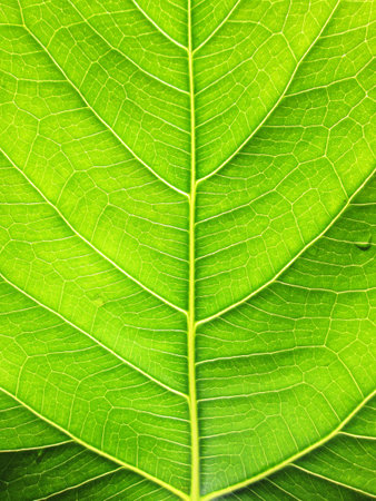 green bodhi leaves