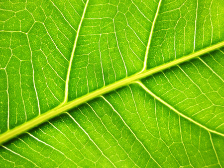 green bodhi leavesの写真素材