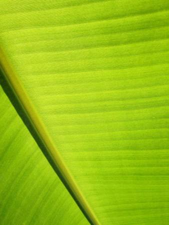 Green banana leaves use for the background