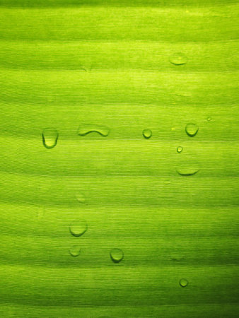 Macro of water drops on a banana leafの写真素材