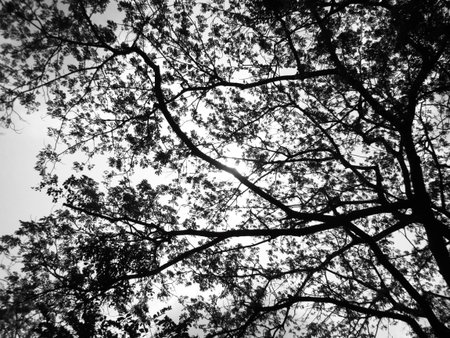 Silhouette treeの写真素材